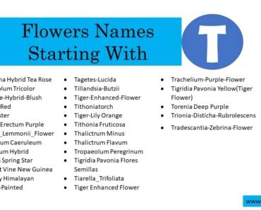 89 Flowers That Start With T