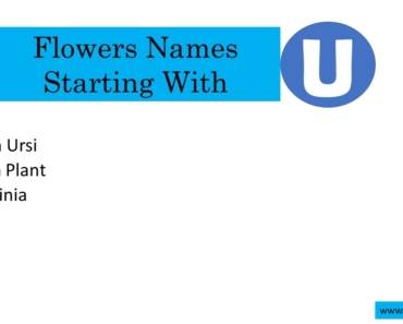 10 Flowers That Start With U