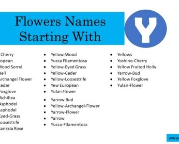 20 Flowers That Start With Y