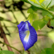 Aparajita