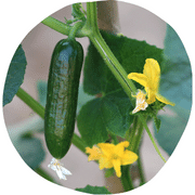 Field Cucumber