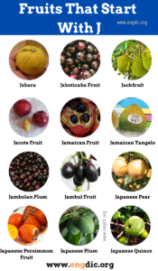 28 Fruits That Start With J (Pictures and Properties) - EngDic