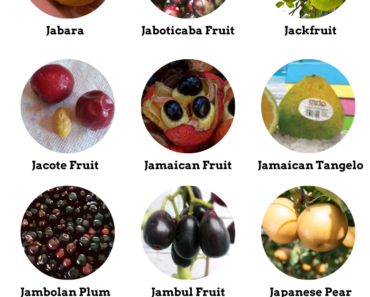 28 Fruits That Start With J (Pictures and Properties)