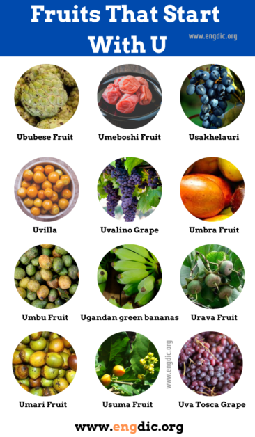 20+ Fruits That Start With U (Properties and Pictures) - EngDic