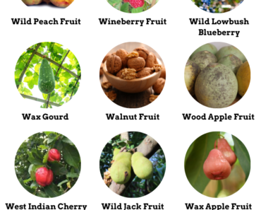 40 Fruits That Start With W (Properties & Pictures)