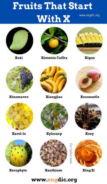 15 Fruits That Start With X Pictures And Properties Engdic 