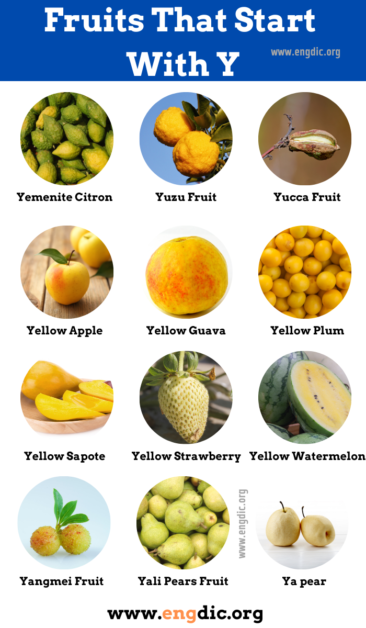 18 Fruits That Start With Y Pictures And Properties Engdic 