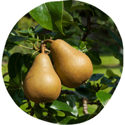 Gorham Pear