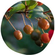 Goumi Fruit