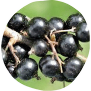 Grosella Negra Fruit