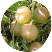 Ground Plum Fruit