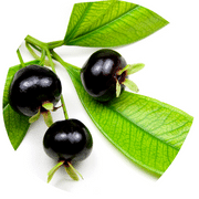Grumichama Fruit