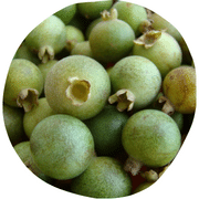 Guabiroba Gabiroba Fruit