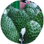 Guanabana Fruit
