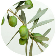 Indian Olive