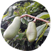 Jatoba Fruit