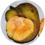 Lakoocha Fruit