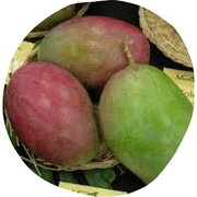 Lancetilla Mango