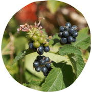 Lantana Camara Berries