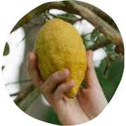 Lemato Fruit