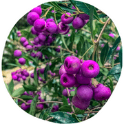 Lilly Pilly Berries