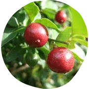 Limeberry Fruit