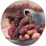 Long Mulberry