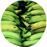 Maqueno Banana Plantain
