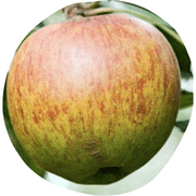 Margil Apple