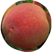 May Pride Peach