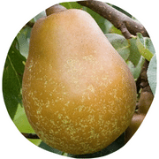 Merton Pride Pear