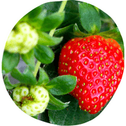 Mock Strawberry