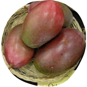 Osteen Mango