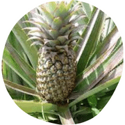 Queen Tahiti Pineapples