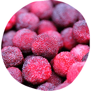 Red Bayberry