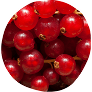 Red Currant