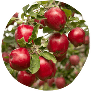 Red Delicious Apple