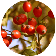 Rose Hips Fruit