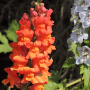 Snapdragons