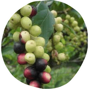 Tassel Berry Fruit