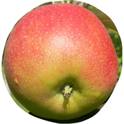 Tompkins King Apple