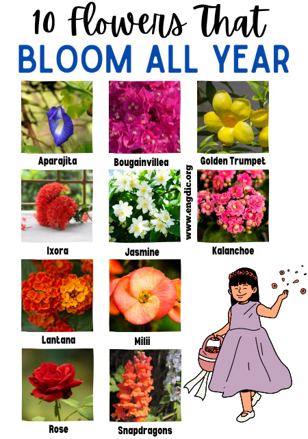 Top 10 Flowers That Bloom All Year Providing 365 Days Of Magic