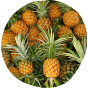 Tourist Pineapple Fruit