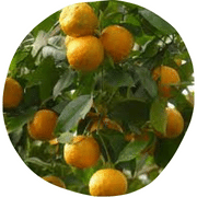 Tropical Apricot Fruit