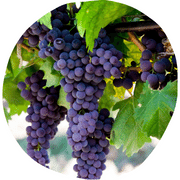 Vaccarese Grape