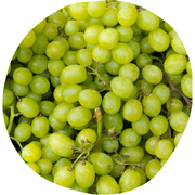 Vernaccia Grape