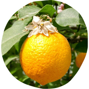 Volkamer Lemon