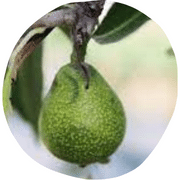Weeping Pear Fruit