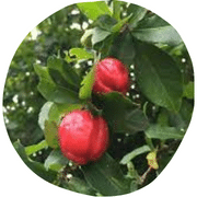 West Indian Cherry Fruit