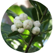 White Aspen Berry